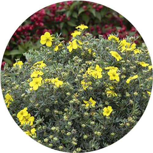 Potentilla shrub with yellow blooms.